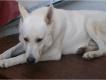 a rserver chiots berger blanc suisse  Nord Caudry
