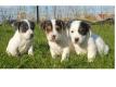 chiots jack russel Nord Comines