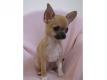 CHIOT CHIHUAHUA LOF Flandre Occidentale Brugge