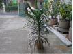yucca ornement Hrault Saint-Christol