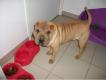 sharpei Nord Vieux-Cond