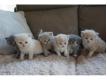 CHATONS SCOTTISH FOLD POUR ADOPTION Paris Paris