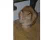 Goupix chat mle tigr roux en situation difficile Pas de Calais Bthune