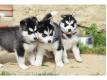   Chiots husky Sibrien aux yeux bleu Paris Paris