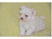 2 chiots types bichon maltais . Essonne vry