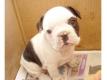 bouledogue franais  donner Moselle Metz