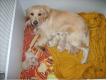 chiots golden retriever Pas de Calais Huby-Saint-Leu