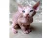 Chatons male et femelle type Sphynx non loof Ardche Cheminas