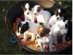   Chiots jack russel LOF Gironde Bordeaux