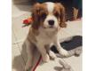 Cavalier King Charles Spaniel femelle Alpes Maritimes Nice