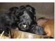 chiots briards Sane (Haute) Villers-ls-Luxeuil