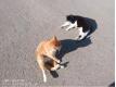 Donne a manger a votre chat en v�tre absence  H�rault Montpellier