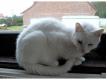 Chrystal et Sugar adorables chatte et chaton blancs Pas de Calais Pernes