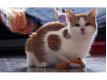 Randy adorable chaton roux et blanc Pas de Calais Sains-en-Gohelle