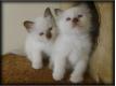 Chaton type sacr de birmanie Bouches du Rhne Beaurecueil