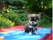 donner chiot chihuahua male lof Yvelines Versailles