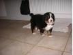 chiot femelle bouvier bernois lof Garonne (Haute) Auragne