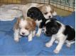 bbs cavalier king charles LOF a rserver  Alpes Maritimes Nice