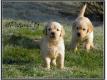 Chiot Type Golden Retriever Pas de Calais Bailleul-ls-Pernes