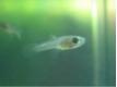 Bb guppy ( 25 centimes le poisson ) URGENT Nord Lesquin