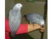 Exceptionnels Jeunes Perroquets Gris du Gabon Li�ge Li�ge