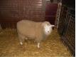 mouton agnelle Hainaut Mainvault