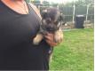 chiots berger allemand male & femelle lof Vaucluse Althen-des-Paluds