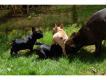 Magnifiques chiots Bouledogues franais Paris Paris
