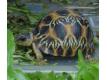 2 Tortues mle Geochelone elegans Puy de Dme Clermont-Ferrand