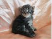 Chatons Maine coon dispo pour adoption Yvelines Poissy