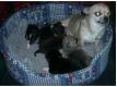 superbes chiots lof Nord Ghissignies
