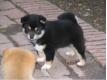 Chiots de type shiba inu a adopter Aube Balnot-sur-Laignes