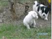 chiots type Jack russell tatous vaccins 2 mois 250 euros Nord Leers