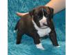 chiots amstaff LOF (American Staffordshire) Gironde Bordeaux