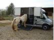 Camion chevaux Master Renault 90CV Loiret Orlans