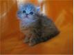 Chatons persans blue golden  Meurthe et Moselle Bainville-aux-Miroirs