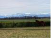 Elevage de chevaux, 36 hectares avec vue sur les Pyrnes Pyrnes (Hautes) Tarbes