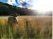 Forcalquier- ferme rcente sur 7 hectares Alpes de Haute Provence Forcalquier