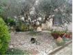 Rf. 8848 - VENTE RESERVE DROIT D'USAGE ET D'HABITATION - MONTADY (34) Hrault Montady