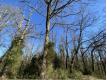 9969m2 de bois Gers Viella